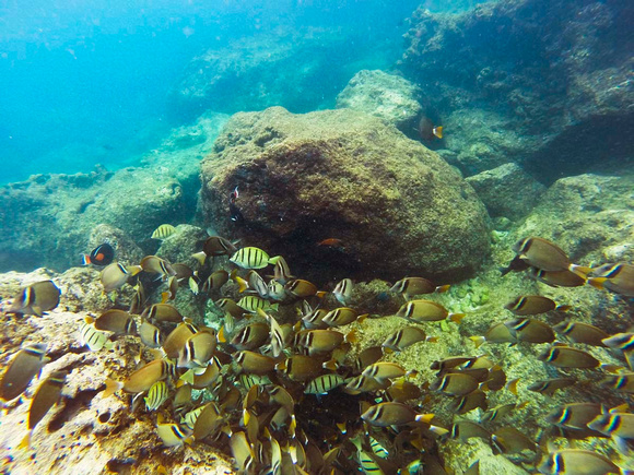 Reef Fish Sharkʻs Cove-821610
