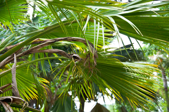 Lyon Arbor-Loulu Palm Native Hawʻn-1325