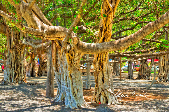 Cecil-Banyan Tree-Lahaina 0874A_