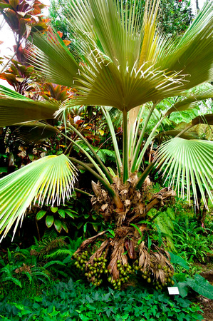 Loulu Palm-Native Hawʻn Palm-1351