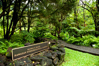 Hawʻn Ethnobotanical Garden-1637