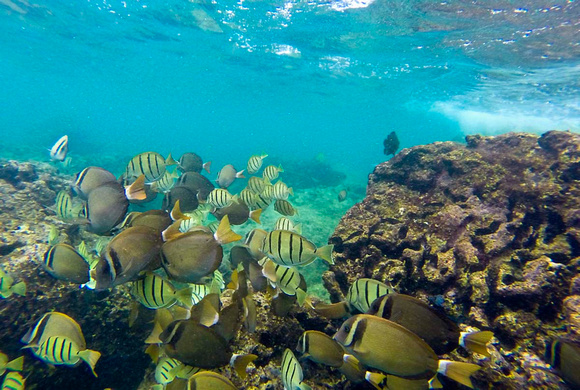 Reef Fish Sharkʻs Cove-581538
