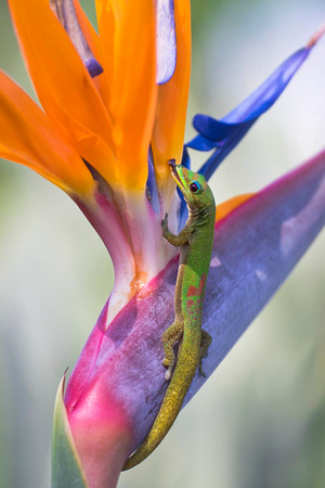 Spot, My Lizard-CRP-4677