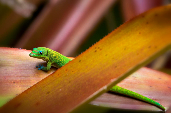 Madagascar Lizard-4839