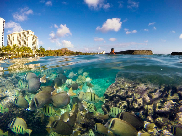Waikiki-Underwater 098629