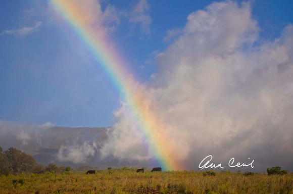 Cecil-Rainbow upcountry Maui-0061