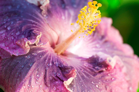 Purple Hibiscus-