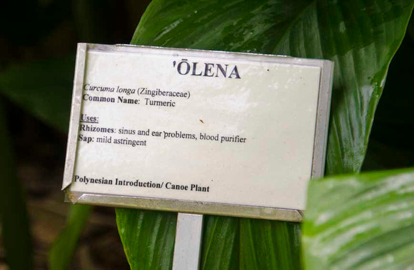 Tumeric (Olena)-Medicinal Plnt-0545