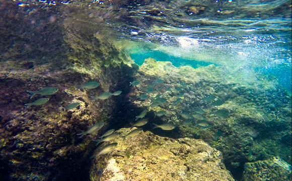 Reef Fish Sharkʻs Cove-131251