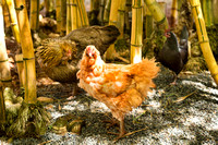 3 Chickens-L9707