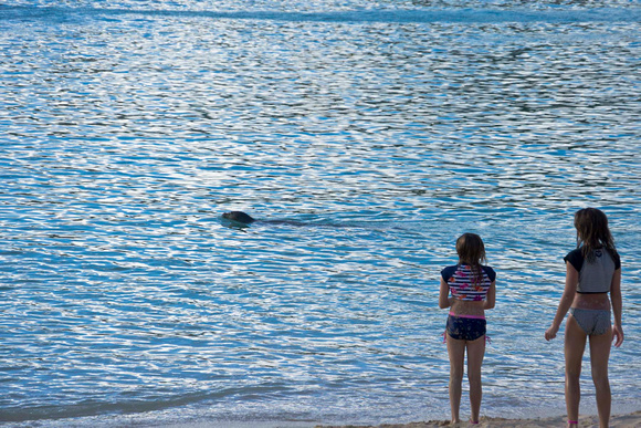 MONK SEAL Ko Olina-1724