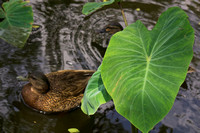 Moanalua Gardens, Honolulu, Hawaii