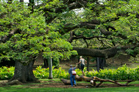 Moanalua Gardens, Honolulu, Hawaii