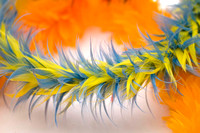 Feathers-5064