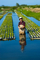 Dr. Sun-Sea Asparagus-0038
