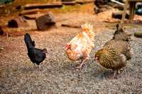 3 Chickens-L9581