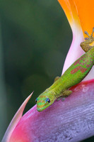 Day Gecko-4398