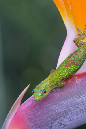 Day Gecko-4398