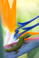 Day Gecko-4302