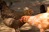 Chickens-9349