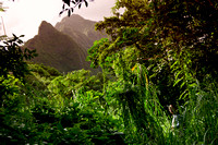 Old Pali Hwy Fl-8865