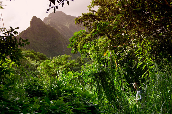Old Pali Hwy Fl-8865